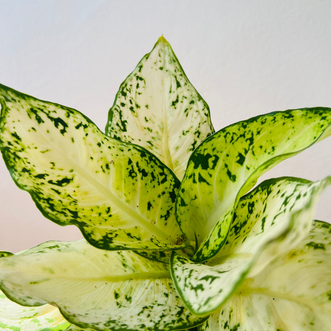 Dieffenbachia ‘Amy’ – Variegated Dieffenbachia