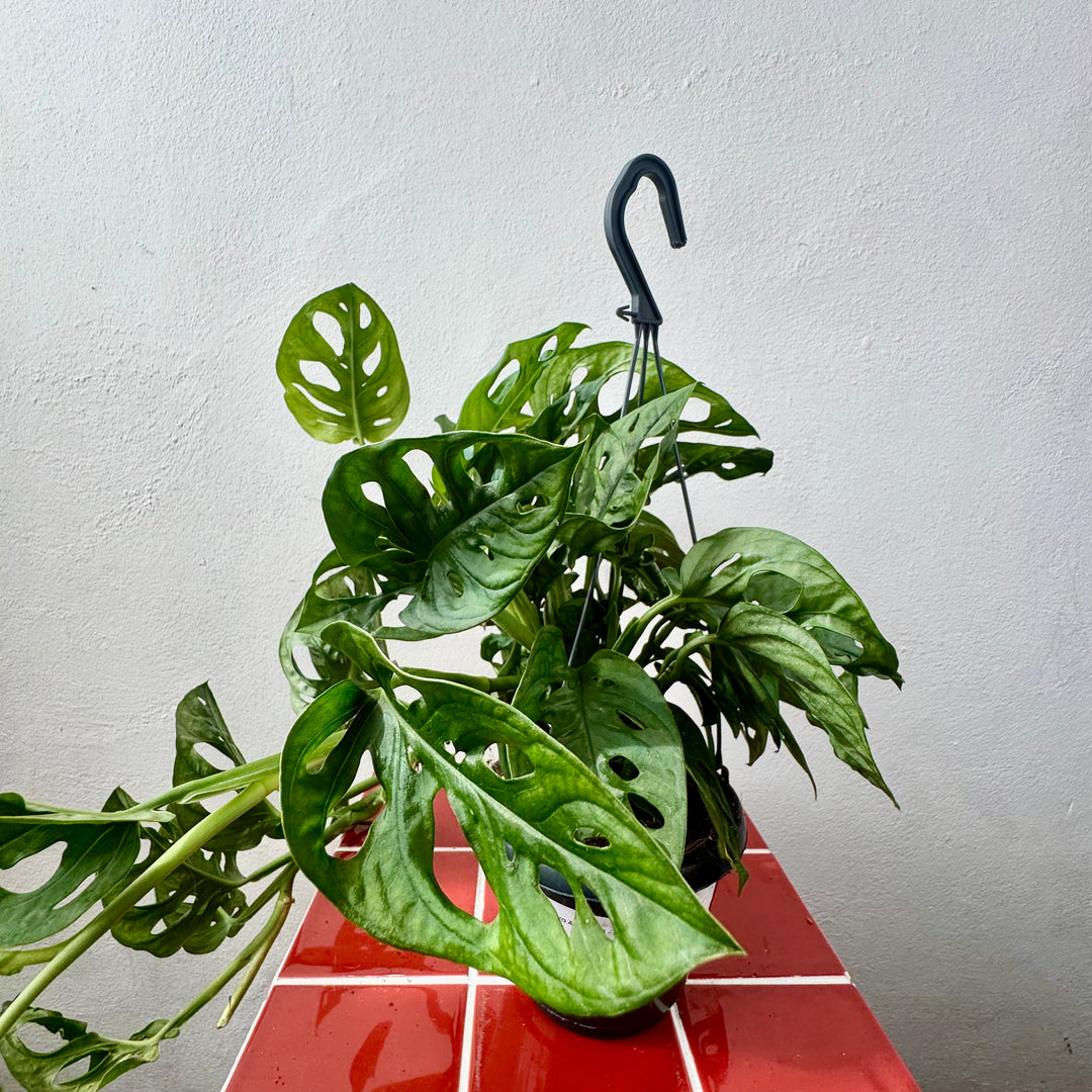 Monstera Adansonii - Monkey Mask