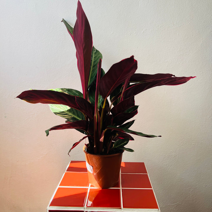 Stromanthe sanguinea 'Triostar'