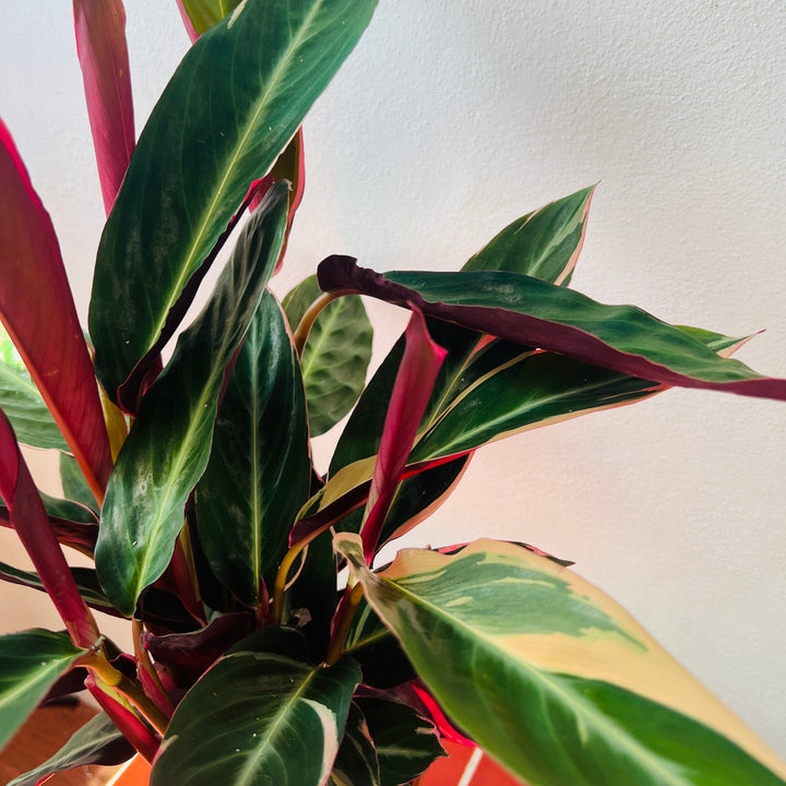 Stromanthe sanguinea 'Triostar'