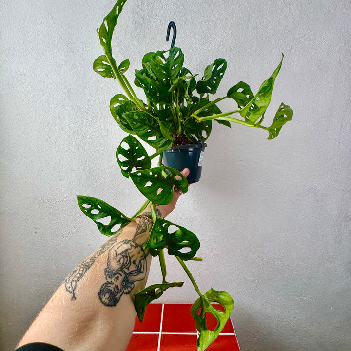 Monstera Adansonii - Monkey Mask