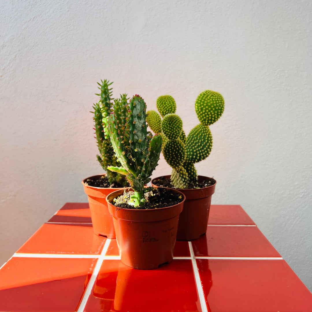 Opuntia mini mix - bunny ear cactus