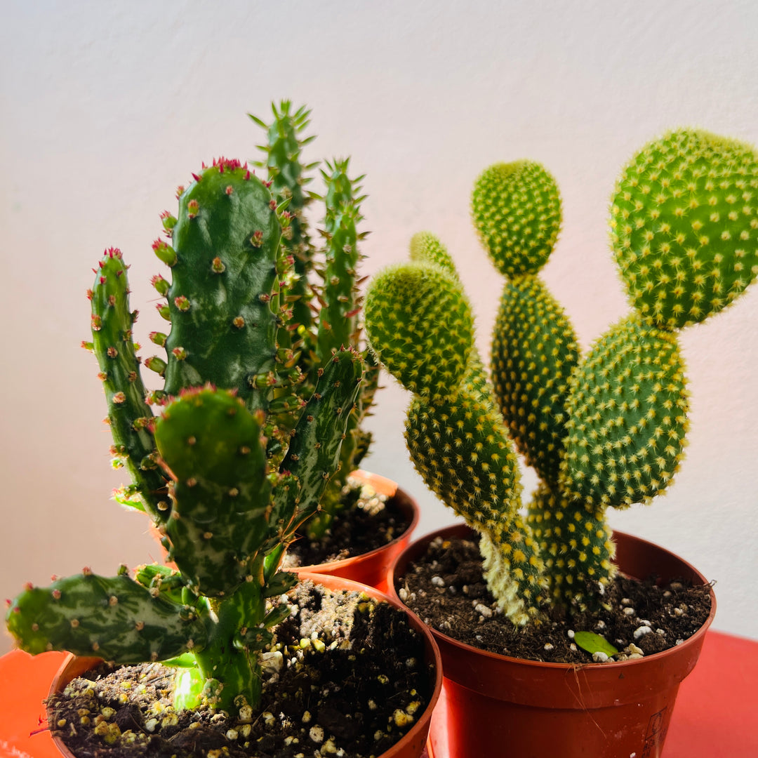 Opuntia mini mix - bunny ear cactus
