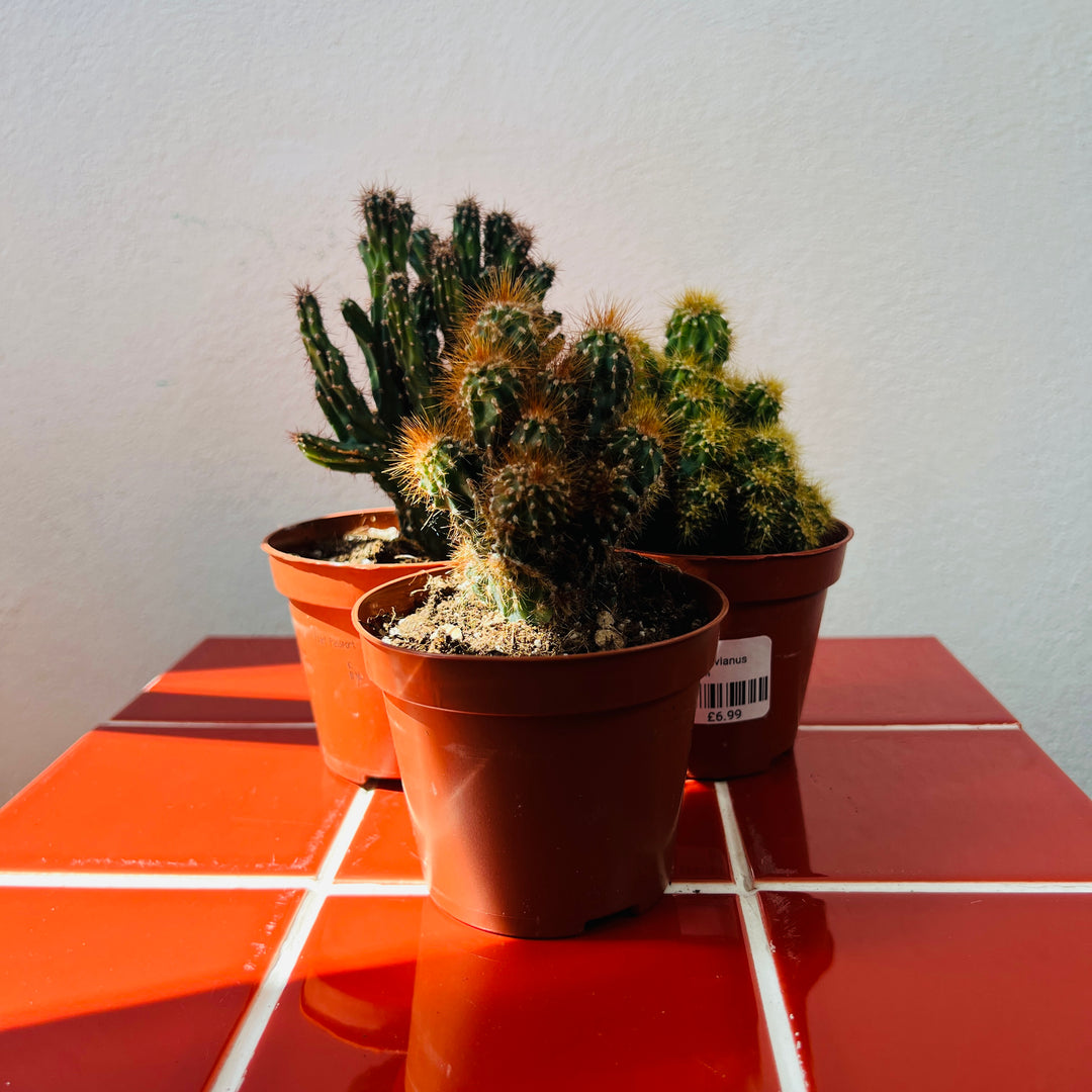 Cereus peruvianus ‘Monstrosus’ – Monstrose Apple Cactus