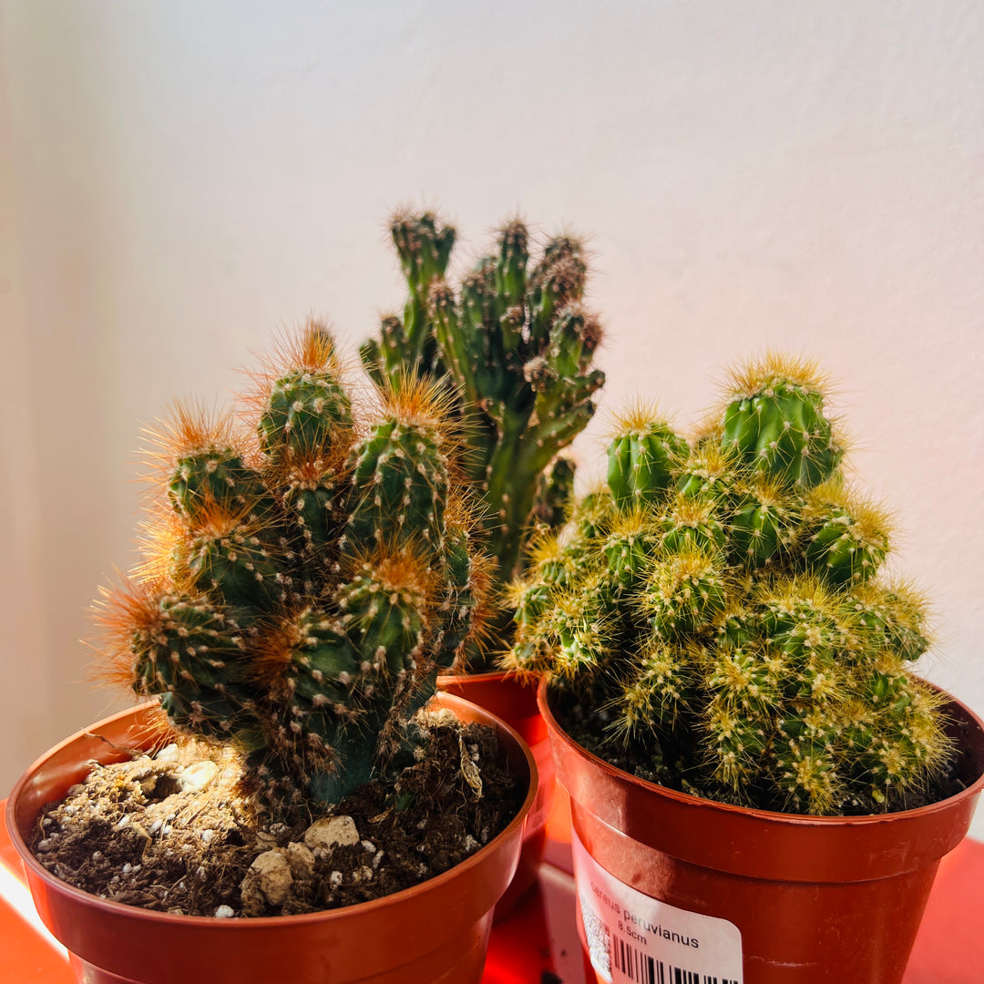 Cereus peruvianus ‘Monstrosus’ – Monstrose Apple Cactus