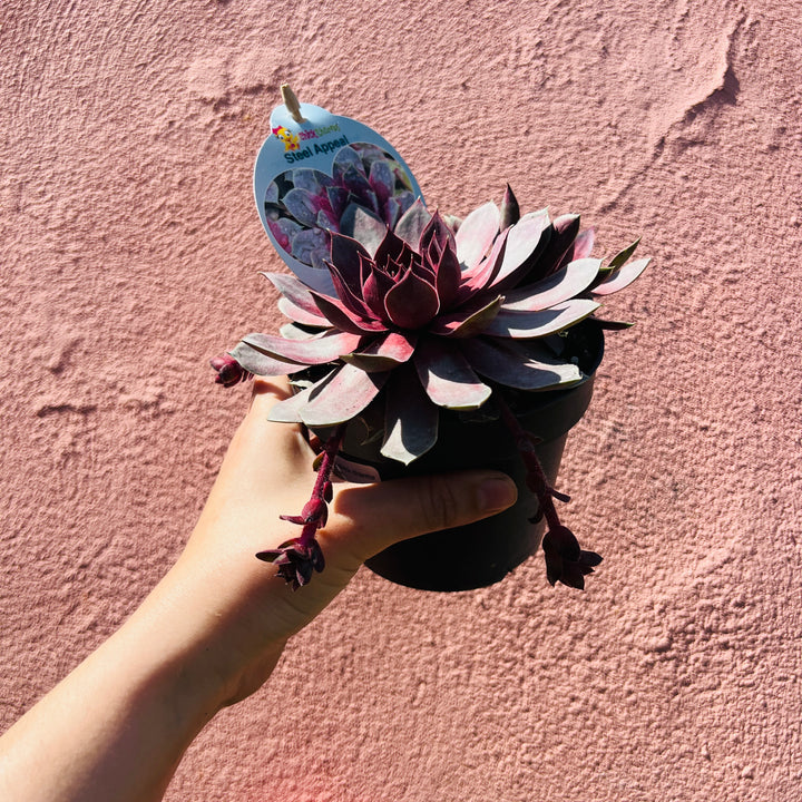 Sempervivum Chick Charms 'Giants Steel Appeal'