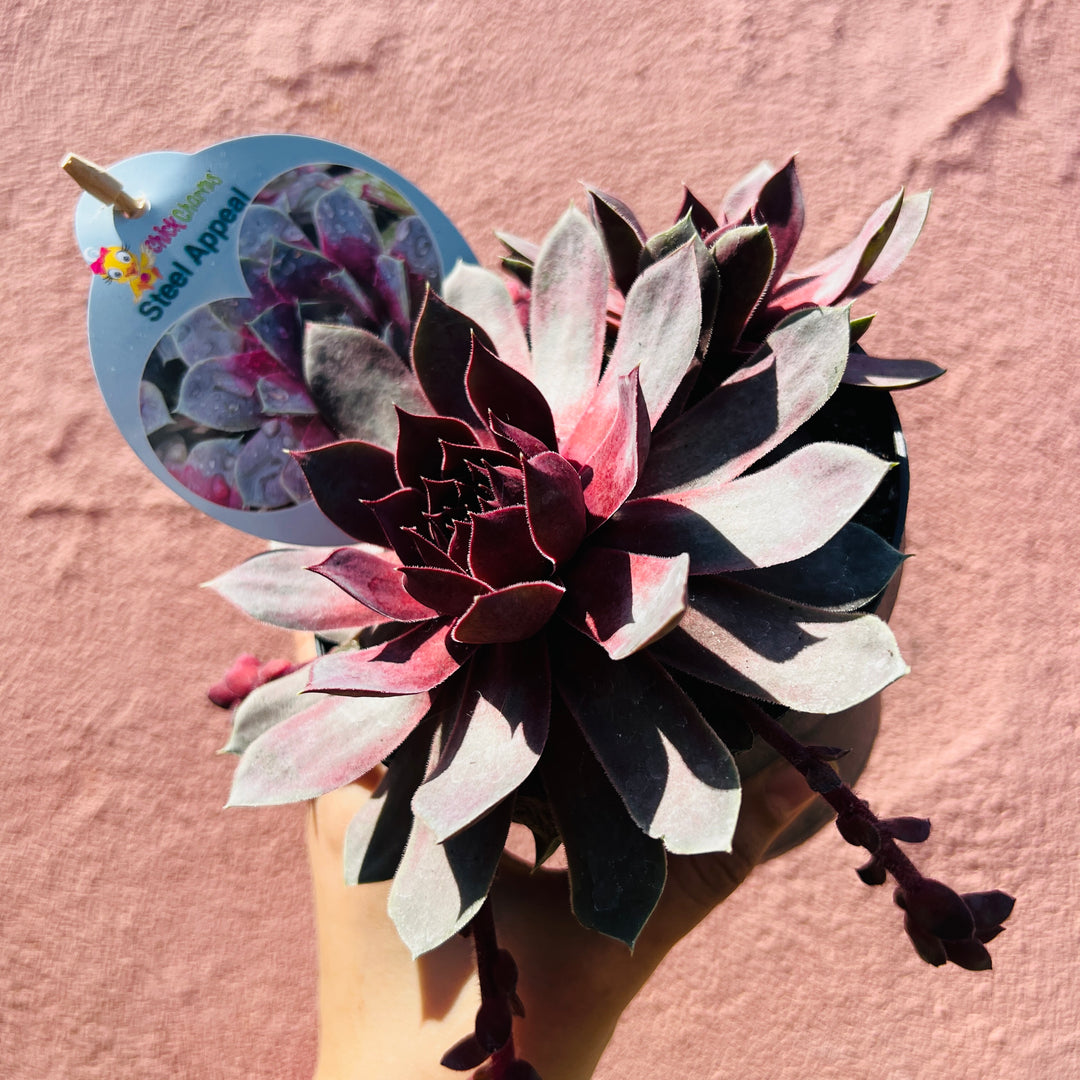 Sempervivum Chick Charms 'Giants Steel Appeal'