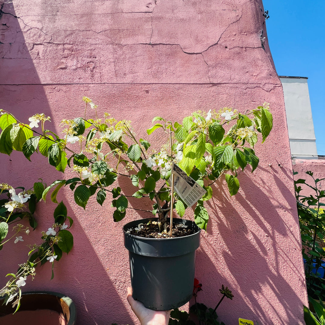 Viburnum plicatum - Japanese Snowball Viburnum