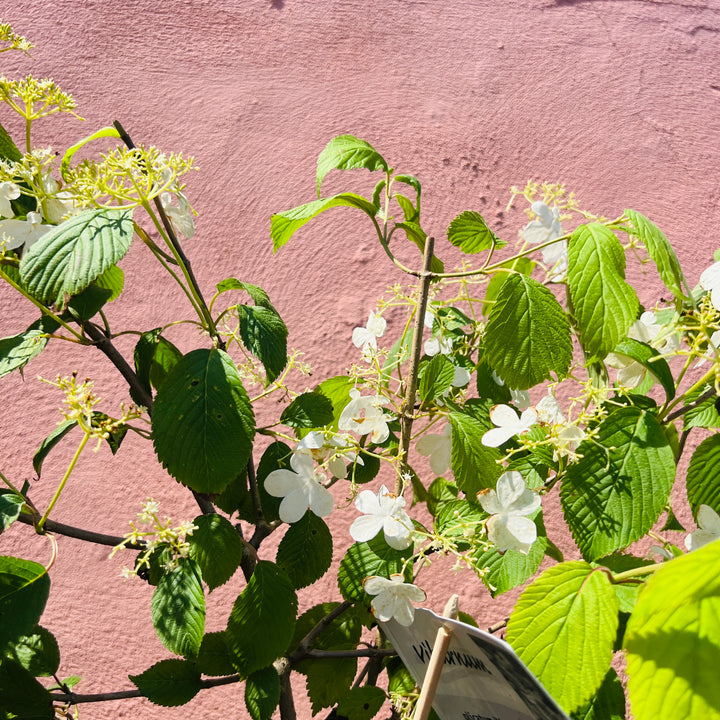 Viburnum plicatum - Japanese Snowball Viburnum