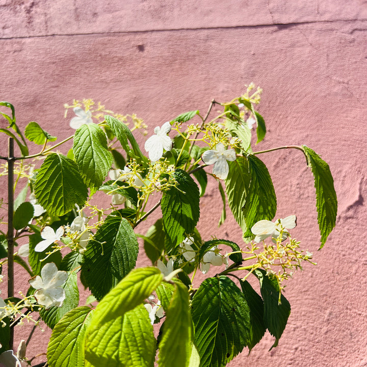 Viburnum plicatum - Japanese Snowball Viburnum