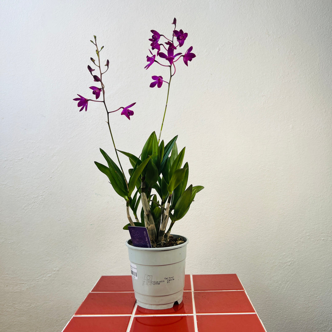 Dendrobium Berry Oda Orchid