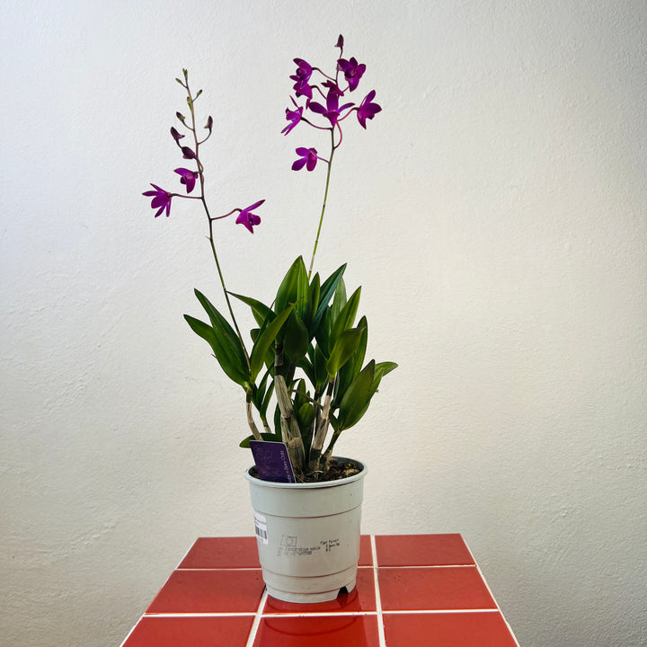 Dendrobium Berry Oda Orchid