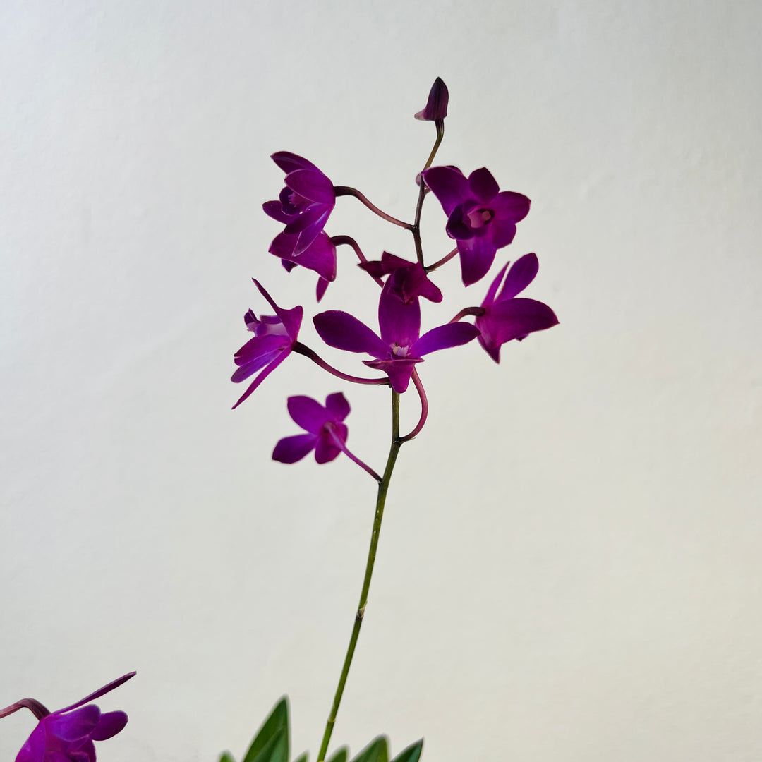 Dendrobium Berry Oda Orchid