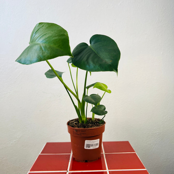 Monstera deliciosa- Swiss Cheese Plant