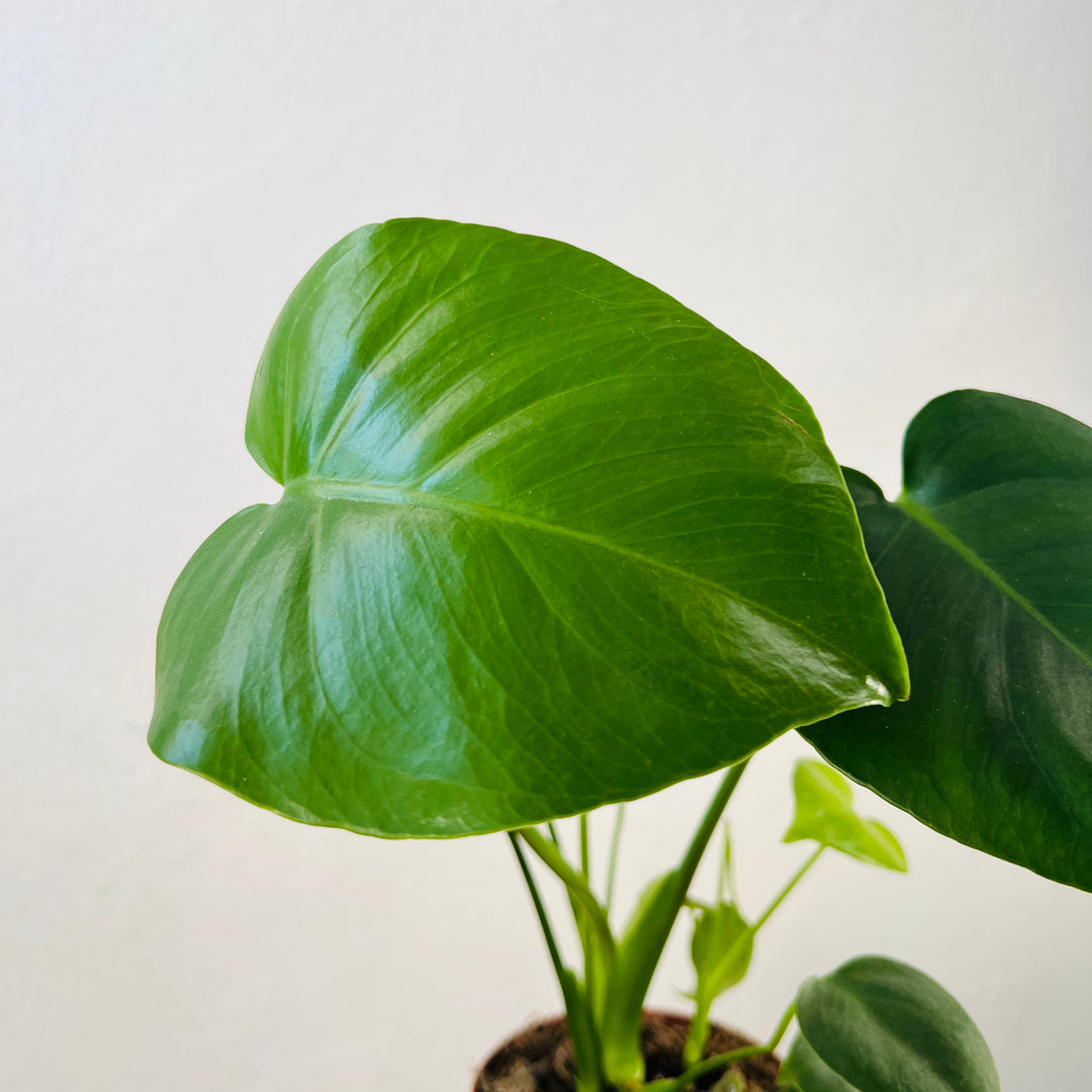 Monstera deliciosa- Swiss Cheese Plant