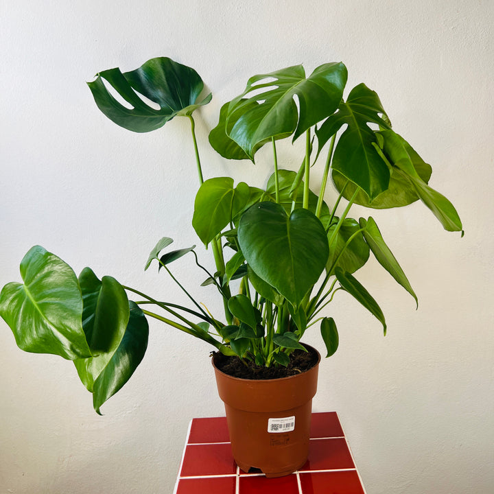 Monstera deliciosa- Swiss Cheese Plant