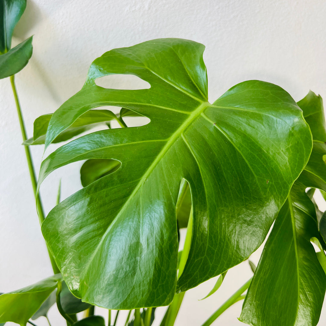 Monstera deliciosa- Swiss Cheese Plant