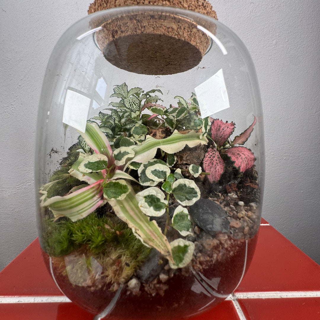 Plant.Studio 'Nature's Chaos' Terrarium