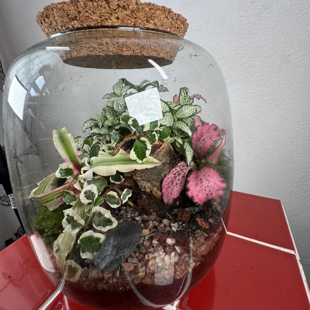 Plant.Studio 'Nature's Chaos' Terrarium