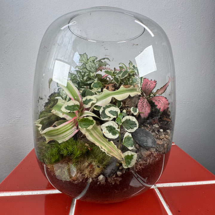 Plant.Studio 'Nature's Chaos' Terrarium