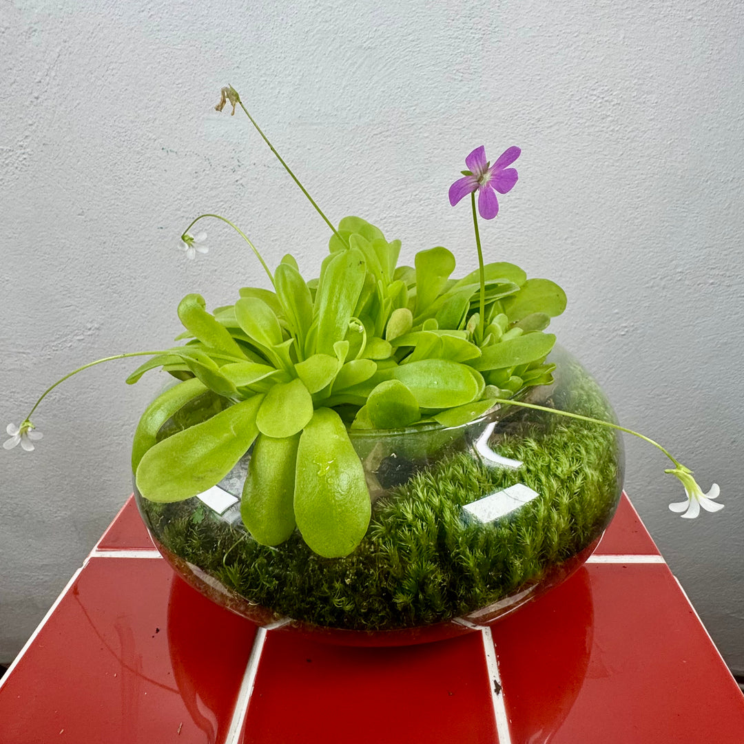 Plant.Studio 'Ping Island' Open Terrarium