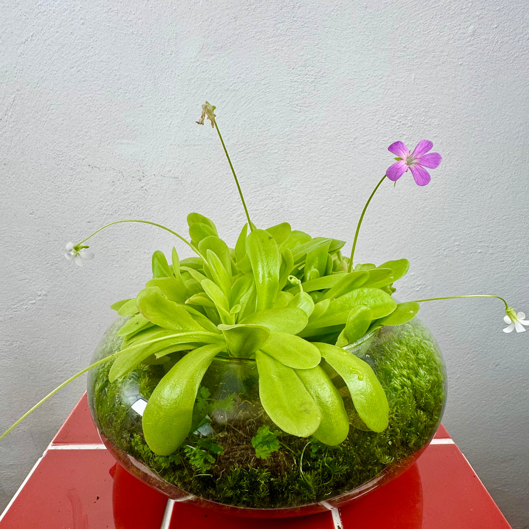 Plant.Studio 'Ping Island' Open Terrarium