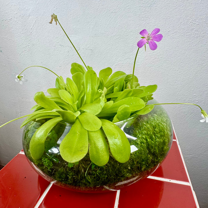 Plant.Studio 'Ping Island' Open Terrarium