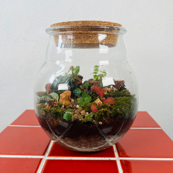 Plant.Studio 'Weedy Garden Path' Terrarium