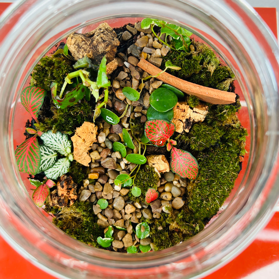 Plant.Studio 'Weedy Garden Path' Terrarium
