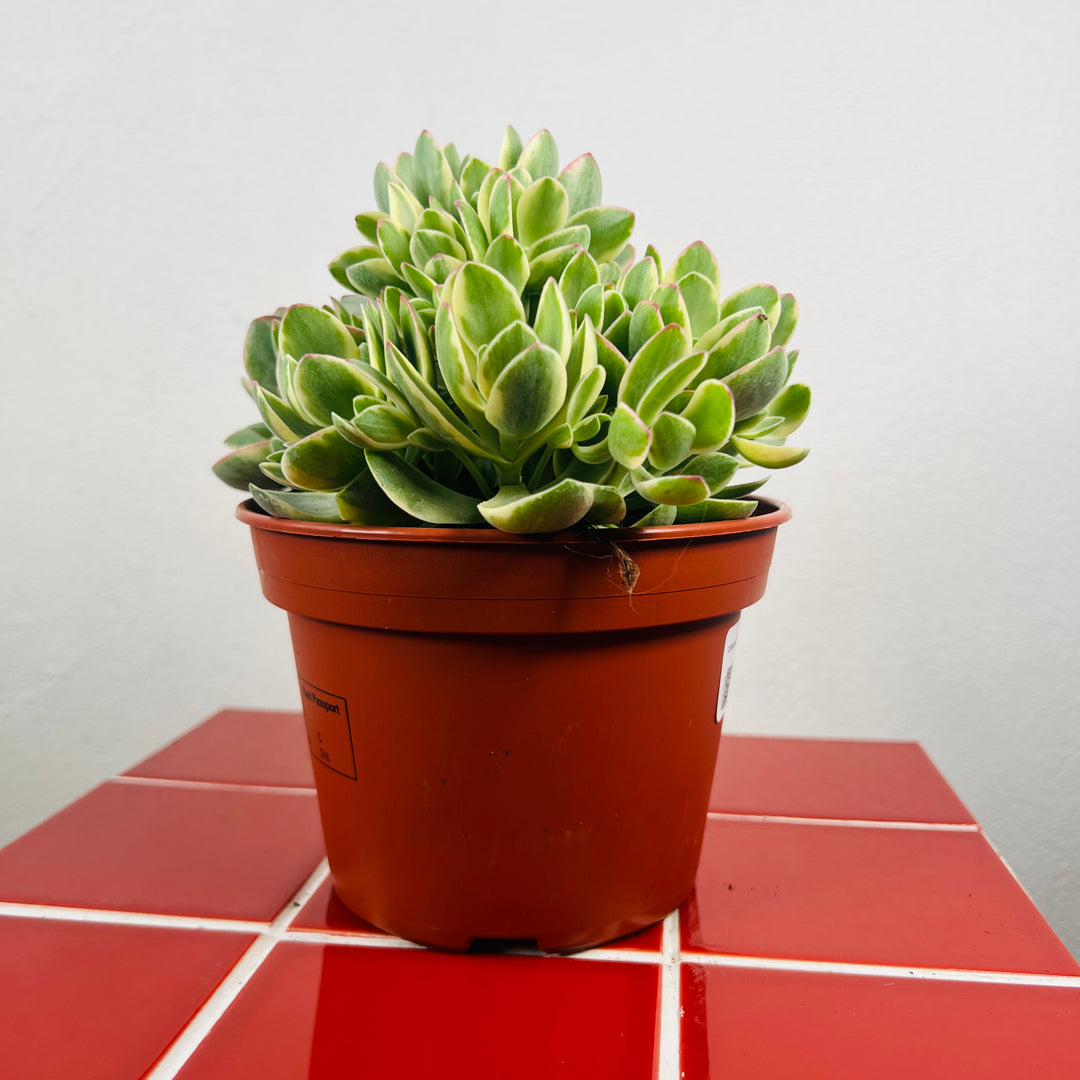 Crassula swaziensis variegata 'Money Maker' – Variegated jade plant