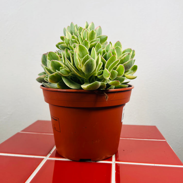 Crassula swaziensis variegata 'Money Maker' – Variegated jade plant
