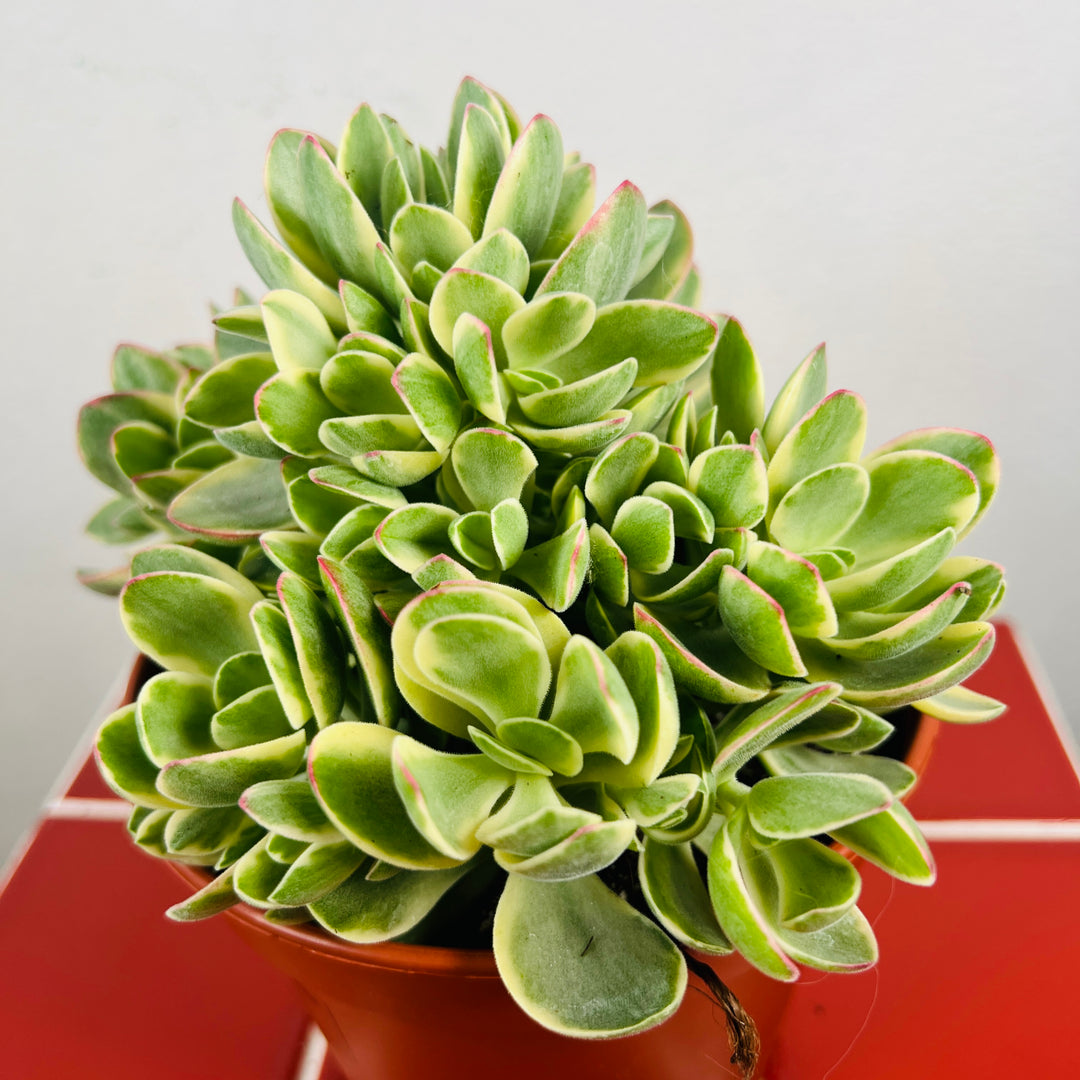 Crassula swaziensis variegata 'Money Maker' – Variegated jade plant