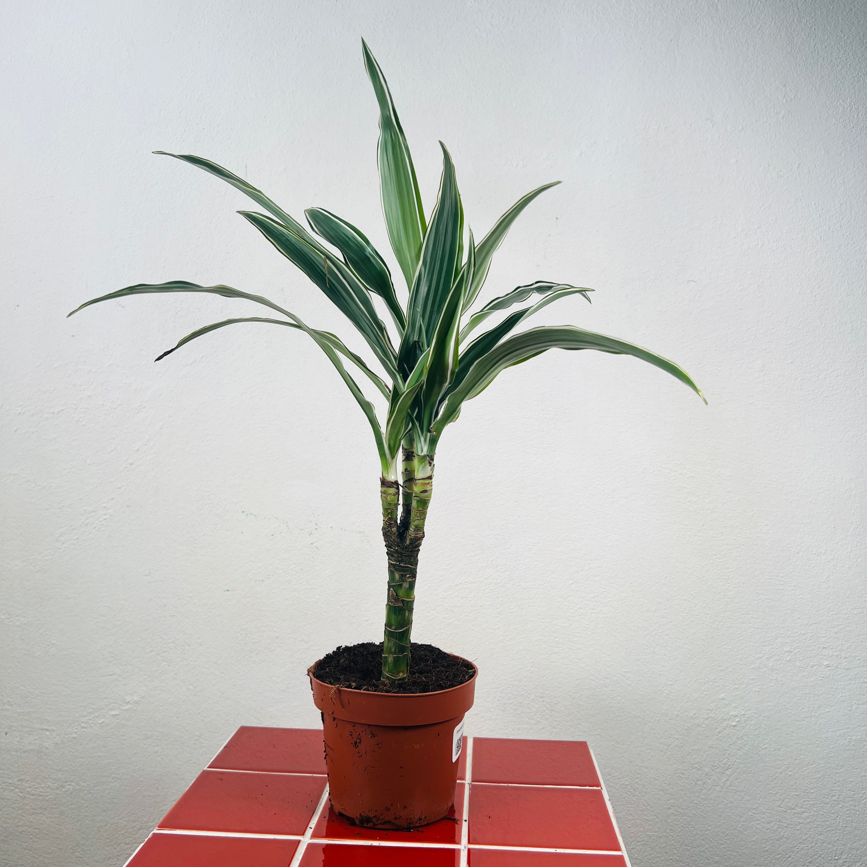 Houseplants