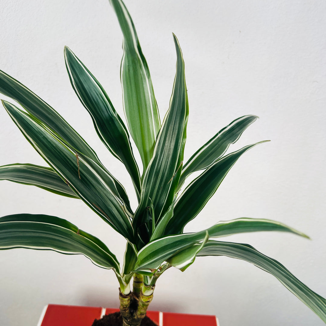 Dracaena Warneckei -Dragon tree