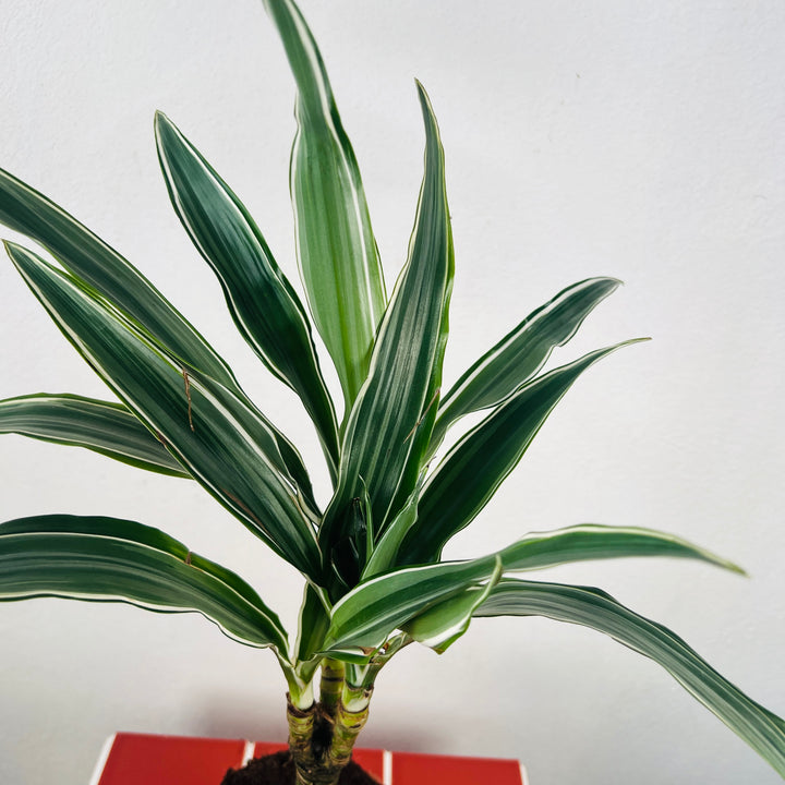 Dracaena Warneckei -Dragon tree