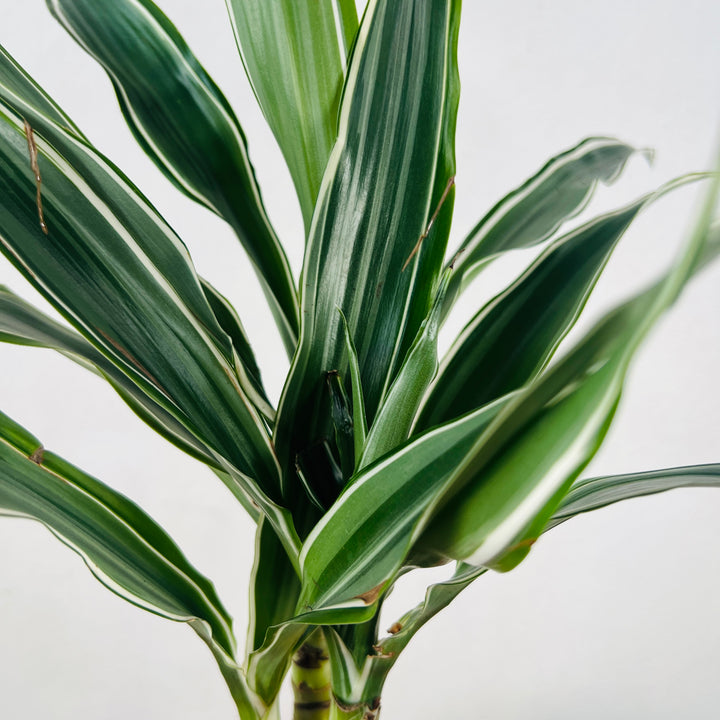 Dracaena Warneckei -Dragon tree
