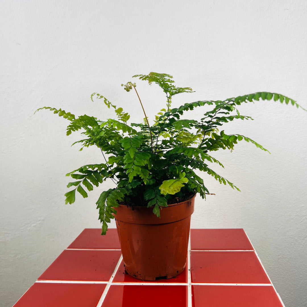 Adiantum ‘Bronze Venus’, - Bronze Venus Maidenhair Fern,
