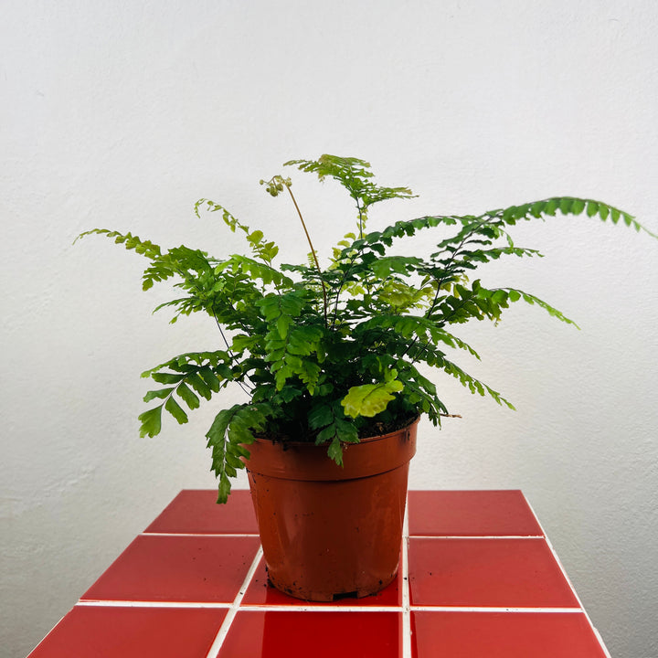 Adiantum ‘Bronze Venus’, - Bronze Venus Maidenhair Fern,