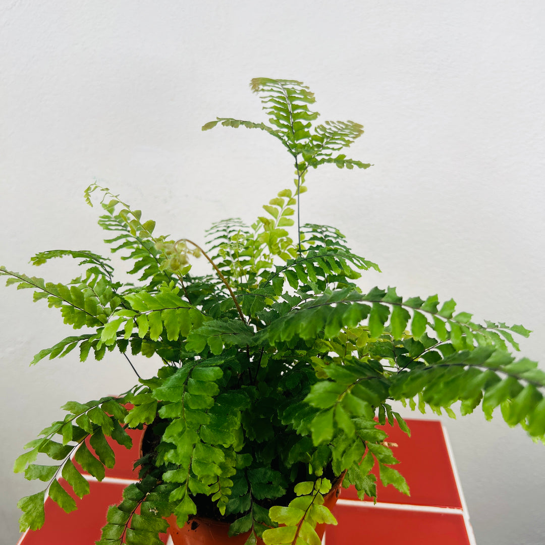 Adiantum ‘Bronze Venus’, - Bronze Venus Maidenhair Fern,