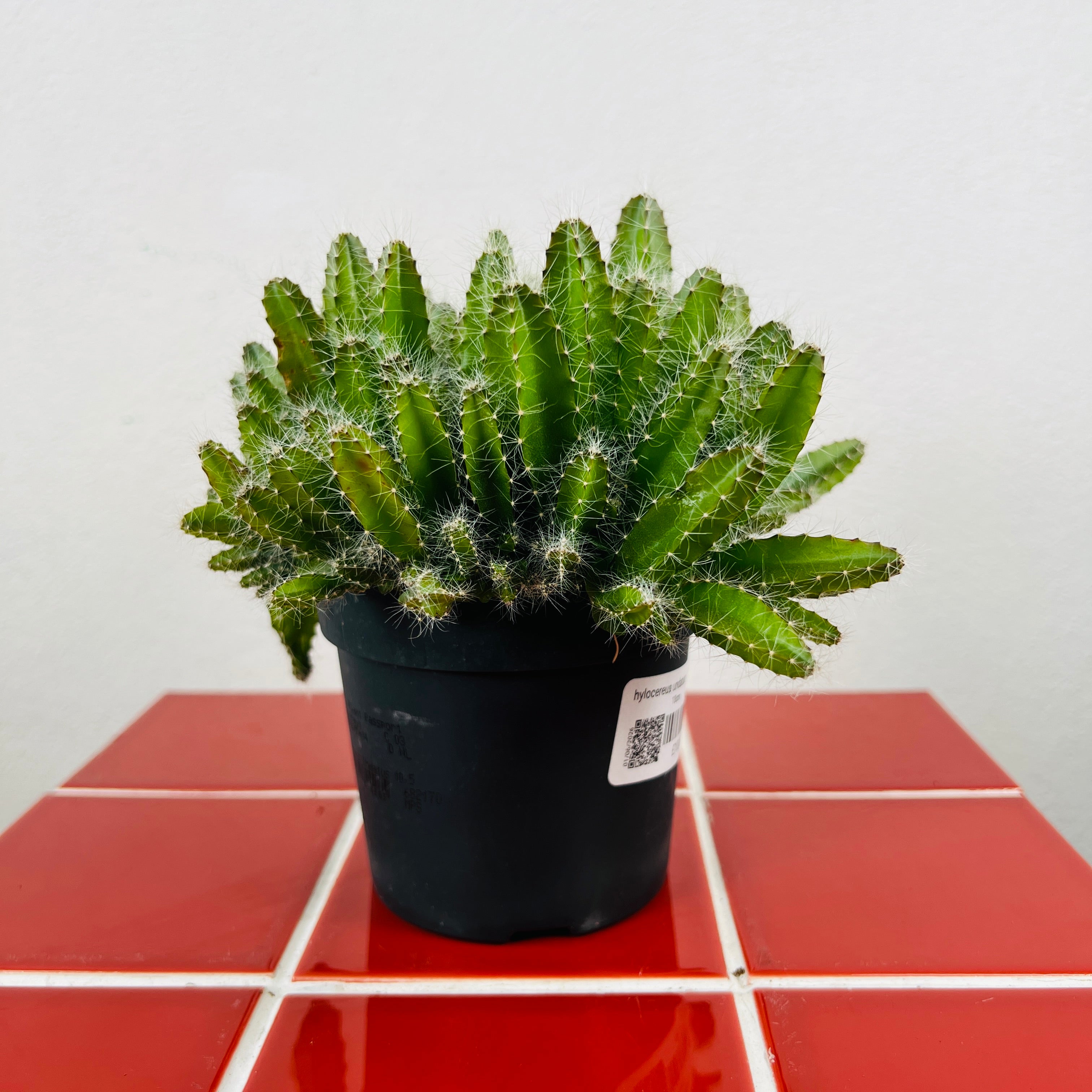 Plant Pots