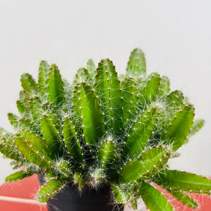 Hylocereus undatus – Dragon Fruit Cactus