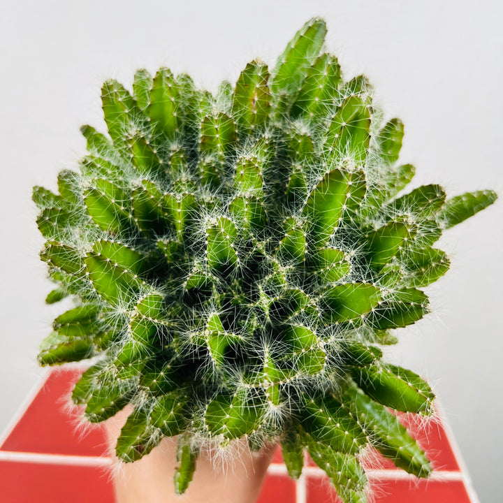 Hylocereus undatus – Dragon Fruit Cactus