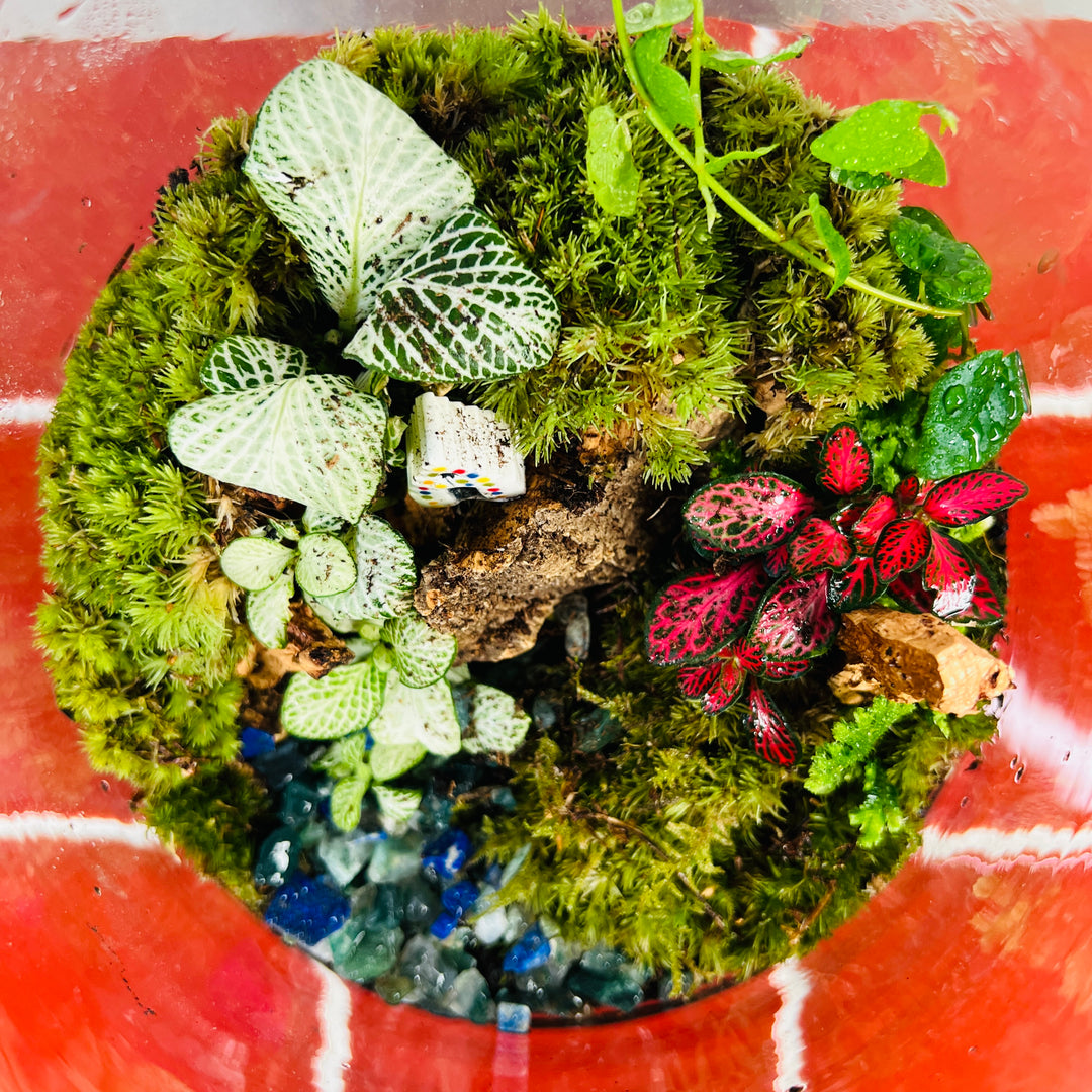 Plant.Studio 'Paradise Falls' Terrarium