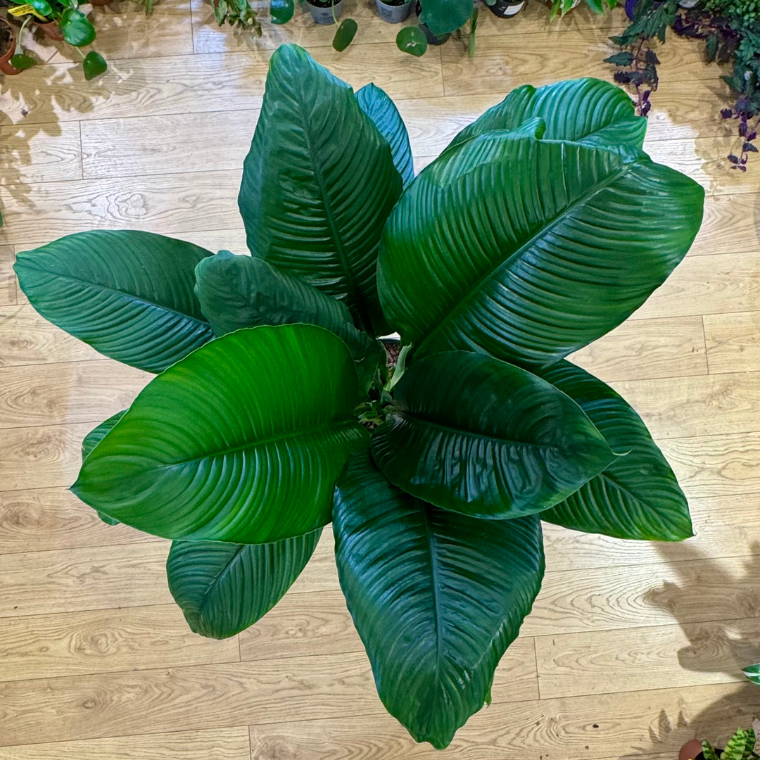 Spathiphyllum ‘Sensation’ – Giant Peace Lily