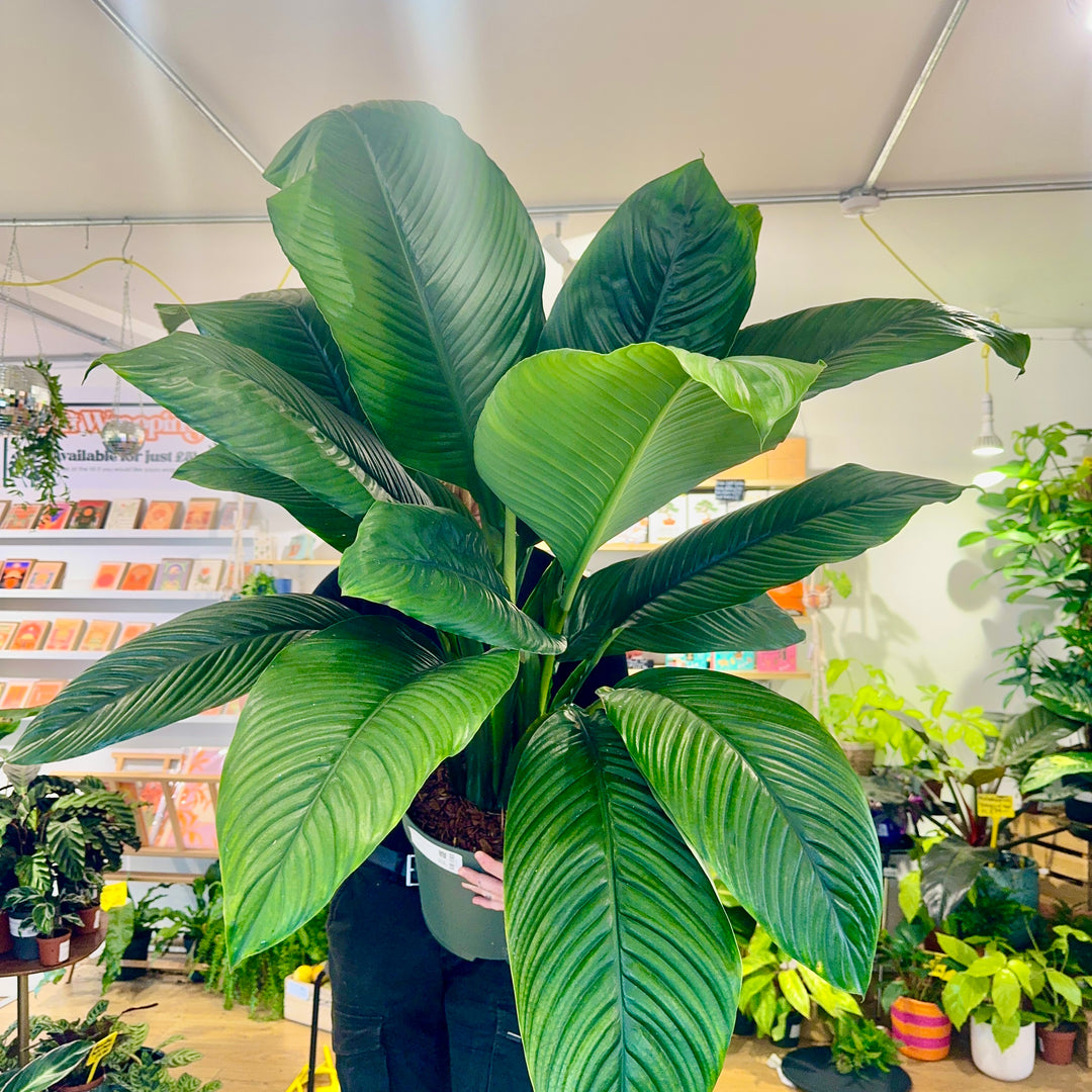 Spathiphyllum ‘Sensation’ – Giant Peace Lily