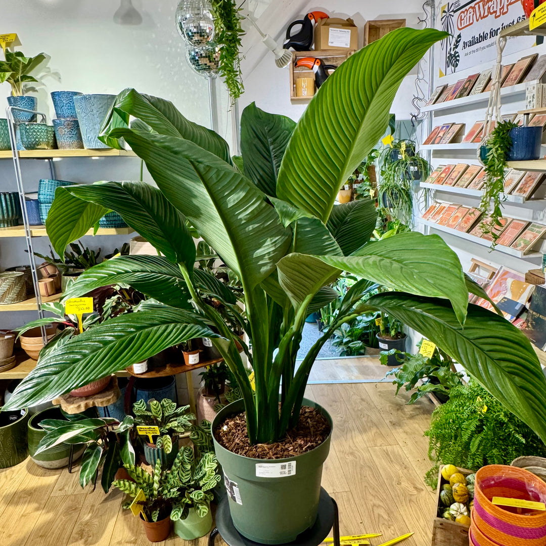 Spathiphyllum ‘Sensation’ – Giant Peace Lily