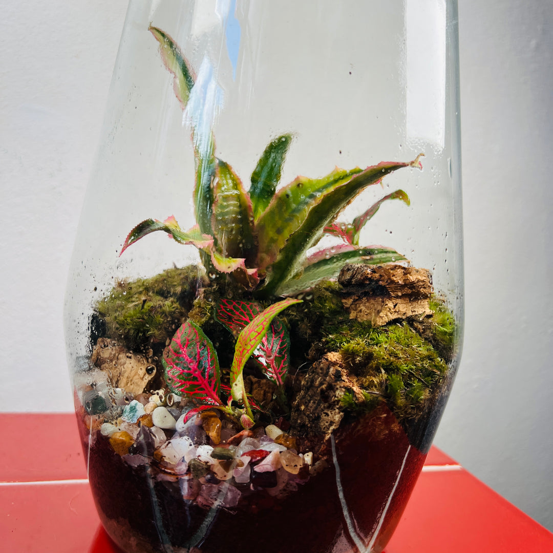 Plant.Studio 'Frog's Pad' Terrarium