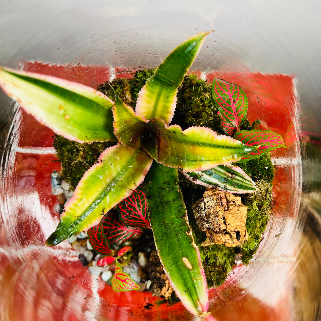 Plant.Studio 'Frog's Pad' Terrarium