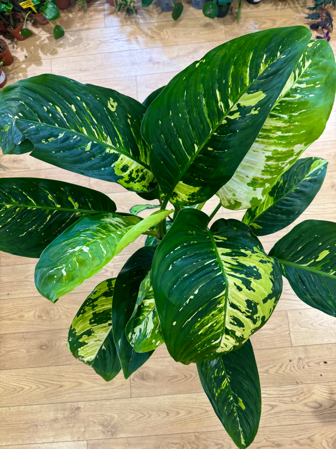 Dieffenbachia 'NOID' - Variegated Dieffenbachia