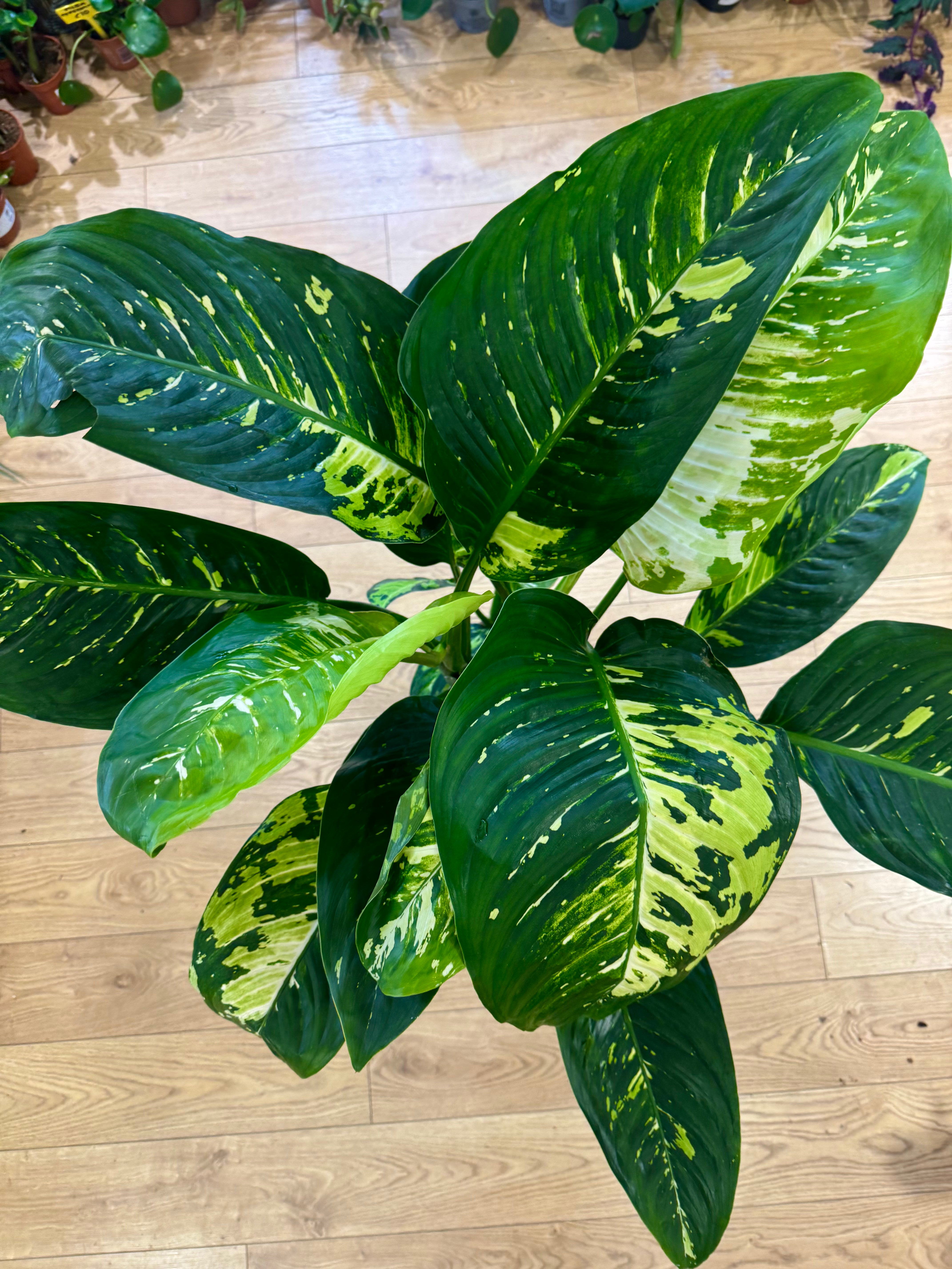 Houseplants